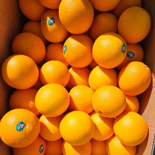 호주산 네이블 오렌지 1박스 대용량, 1개, 콤포지트 18kg 88~56과