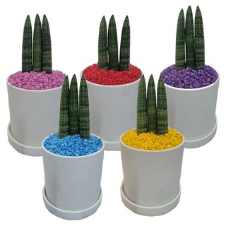 도도팜 빈티지 화이트화분 본쉘스투키15cm(3촉) 가벼운화분 공기정화식물 미세먼지제거 칼라스톤, 01. 화이트. 3촉본쉘스투키(흰색) 1개