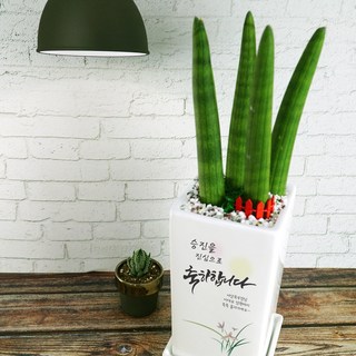 [축하 Ver2], 스투키, 1개