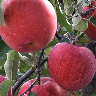 농부직송 고당도 꿀사과 햇부사, 1개, 5kg 가정용 흠집 소과