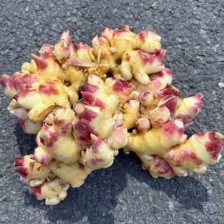 국산 햇생강 흙생강 최상품, 1박스, 10kg