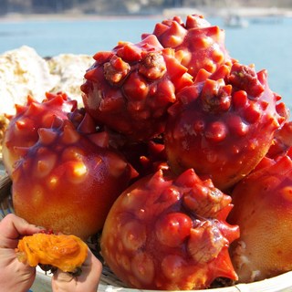 [어진수산] 당일조업 국내산 제철 손질 통영 활 멍게, 1박스, 활멍게 특품 3kg