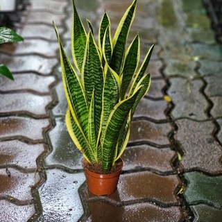 산세베리아 키카큰 산세베리아 관엽식물 인테리어소품 40-60cm 89, 1개