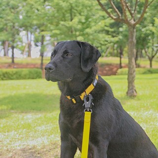 와일드독 강아지 워터프루프 프로그 리드줄, 베이지, 1개