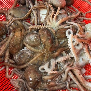 매일 입고되는 살아있는 산낙지, 5개, 중낙지 (90g~120g)