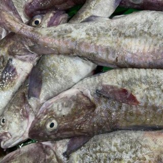 국산 생대구 매운탕 손질 매운탕소스, 2세트, 500g