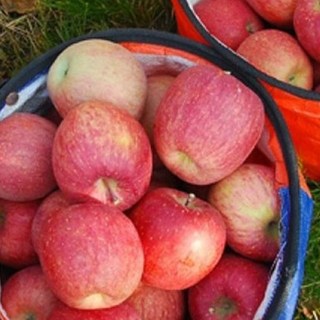 [준호농장] 밀양 얼음골사과 10kg, 1개, 10kg52~53과) 작은소과