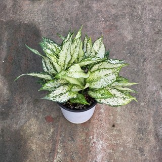 아글레오네마 스노우사파이어 중품 공기정화 에이피플랜츠, 1개, 기본