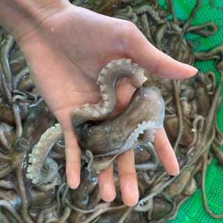 산낙지 총알 산소포장 살아서가는 산낙지 쫄깃 통통 보양식 고흥 뻘낙지, 5개, 중대 (150g 내외)