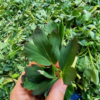 [2026햇수확] 여수 금오도 방풍나물 노지, 1kg, 1개