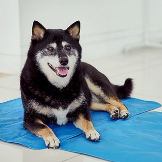 펫토리아 여름 반려동물 강아지 고양이 방수원단 아이스베어 쿨매트 다크블루