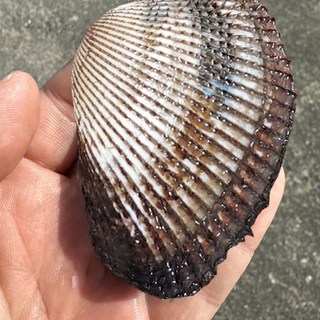 벌교 꼬막 피꼬막 피조개 당일조업 산지직송 왕꼬막, 1개, 3kg