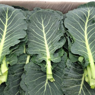 [허브온] 쌈케일 / 16년간 전국 호텔 및 레스토랑 공급채소 케일, 1개, 1kg