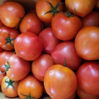 정품 토마토 (주스용아님)1번~3번)국내산, 1박스, 5kg