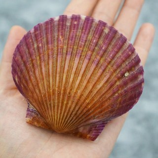 바다의품격 통영 제철 세척 비단 홍가리비, 2개, 1kg