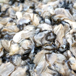 [일구수산]싱싱한 통영 생굴 1kg 2kg /산지/ 당일작업/굴수하식수협38번중도매인, 생굴(대) 1kg (가열조리), 1개, 1