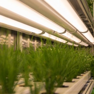 히포팜텍 식물생장 LED 식물등 일자타입 방수등 DEY050 DEY025 1200mm 600mm, DEY025 25W 600mm, 1개