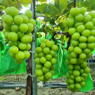 [당일수확] 샤인머스캣 프리미엄 달콤한 청포도 씨없는포도, 1개, 4kg 정품