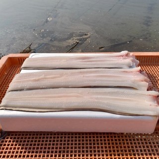 [바밭] 통영 손질 바다장어, 1개, 1kg