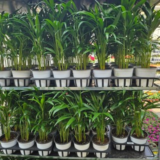 1+1 2개발송 아레카야자 중품 공기정화식물 1위 에이피플랜츠, 1개, 기본