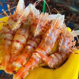 더대박 활 독도새우 꽃새우 닭새우 도화새우, 1개, 꽃새우 1kg