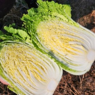 으뜸절임배추 절인배추 김장 20KG 주문 후 순차 발송, 1개, 주문 후 2일