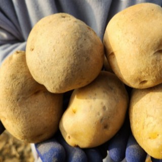 강원도 씨감자 두백 (쪄먹는용/튀김용) 10kg 분감자 감자씨 감자종자, 두백씨감자 10kg, 1개