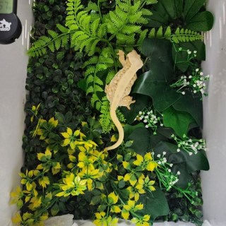 렙티언즈 크레스티드 게코 백스크린 정글타입, 1개, 그린