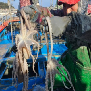 목포낙지 세발낙지 활낙지 신안 무안 뻘낙지 국산 산지직송 택배 볶음 탕탕이, 중대낙지170g내외, 10개