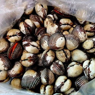 [겁나게맛있꼬막] 삼시세끼연구소 쫄깃함 폭발하는 햇 벌교 꼬막 새꼬막, 10kg(대) 내외, 1개