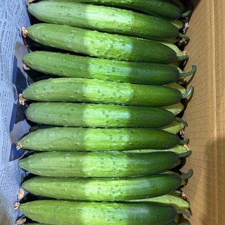 [로아프레시] 당일경매 당일발송 신선한 국내산 다다기오이 못난이다다기오이, 1개, 못난이 다다기오이 1kg