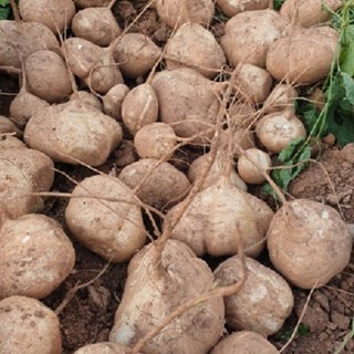 2025년 수확 히카마(얌빈) 멕시코감자 상급 10kg 다이어트채소 당뇨병 대장암 예방식품, 1박스