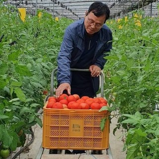 무농약 나무에서 익혀 수확한 명인 완숙 토마토 (봄춘농장 직송), 5kg(가정용,쥬스용,요리용), 1개