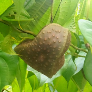 하늘마 25년 생산 햇 열매마 최상품 1kg 2kg 3kg 5kg, 3kg(추천), 1개