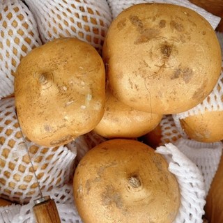 프리미엄 히카마 /바로입고발송 /단맛 신선도 사이즈 보장, 1박스, 10kg