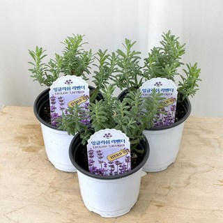 잉글리쉬 라벤더 소형 허브식물 라벤다 식용 모종 향기나는 다년생 대성식물, 3개