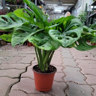 15~35cm 59 몬스테라 오블리쿠아 아단소니 소품, 1개