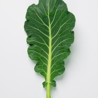 유기농 케일 즙용 녹즙용 산지직송 당일수확 2kg, 1개