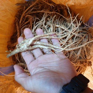 국내산 생도라지 약도라지 흙도라지 3년근 즙용 공품 파지 1kg, 1개