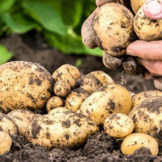 왕특감자 식자재 수미 하지 요리용 조리용 감자, 1박스, 2kg(중)