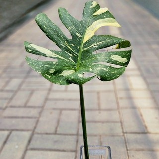 무늬몬스테라 수경재배 큰잎(중대품) 찢잎 삽수(새순+뿌리) 몬스테라 님의정원, 1개, 삽수