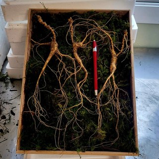 [수로] 강원도 전라도 1200고지 진짜 산삼 25년 장뇌삼 산양삼 산양산삼 자연 방치삼 + 서비스삼, 2뿌리, 0