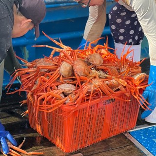 [선주직송] 삼정수산 포항 구룡포 영덕 박달홍게 프리미엄 붉은 대게 홍게, 1개, 품질보증 B급 3KG(9~11미)