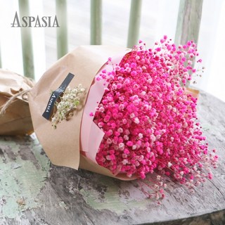 아스파시아 프리저브드 컬러 안개꽃 드라이 플라워, WINE