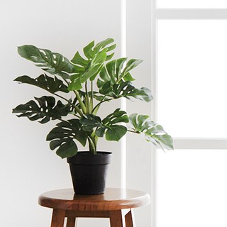 몬스테라 블랙 pot(50cm), 추가선택안함, 1개