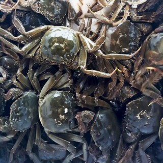 지에스푸드 살아있는 상태로 배송! 참게1kg (10~15마리)임진강참게 암수랜덤, 1세트, 1kg(암/수컷 섞어서 10~15마리)