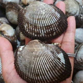 통영싱싱 멍게 가리비 꼬막 제철수산물, 피꼬막1kg, 4개