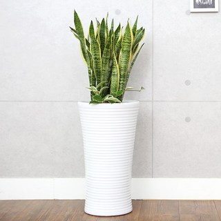 당일배송 다덴다플라워 공기정화식물 중소형 화분 개업식 집들이 축하 선물, 11_산세베리아, 1개