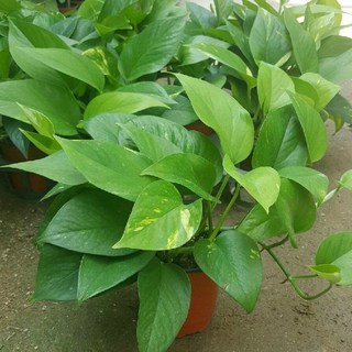 [모종가게] 스킨답서스 / 실내공기정화식물 화분 키우기 쉬운 미세먼지 제거, 1개