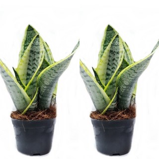 도도팜 1+1 산세베리아 스투키, 01.1+1 수퍼바 1개, 2개